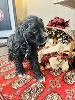 Lennox, a male Cocker Spaniel for sale in Greenville, SC – 4 of 8