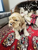 Delilah, a female Cocker Spaniel for sale in Greenville, SC – 5 of 8