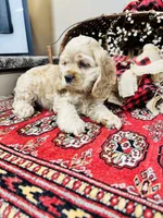 Beau, a male Cocker Spaniel for sale in Greenville, SC – 7 of 9
