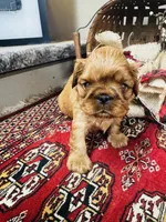 Serafina , a male English Toy Spaniel for sale in Greenville, SC – 3 of 10