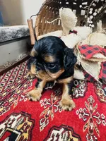 Seth, a male English Toy Spaniel for sale in Greenville, SC – 2 of 10