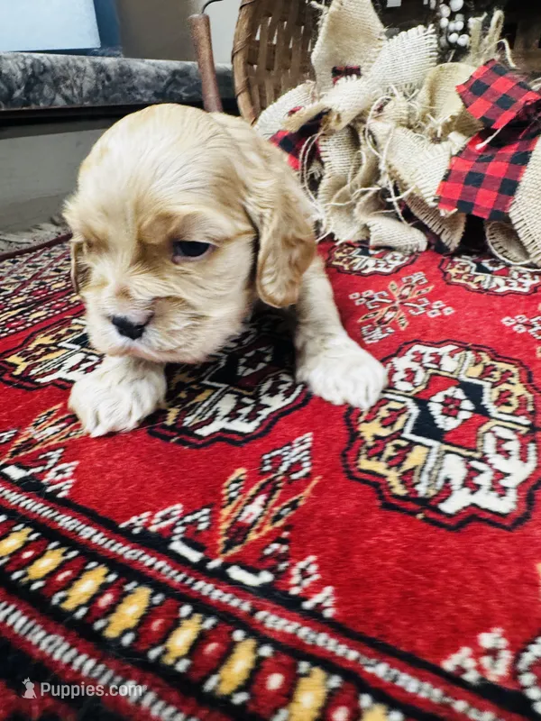 Daniel – Cocker Spaniel puppy for sale in Greenville, SC