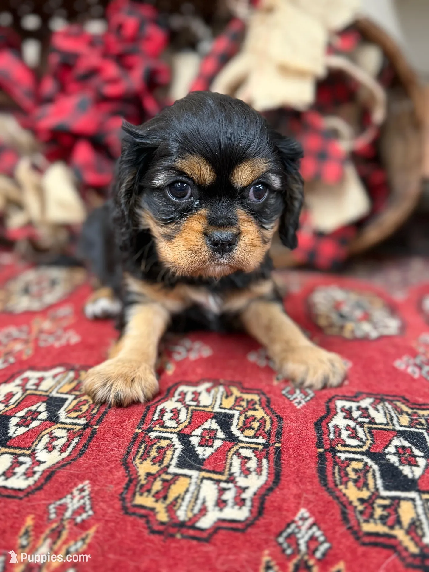 Simon – Cavalier King Charles Spaniel puppy for sale in Greenville, SC