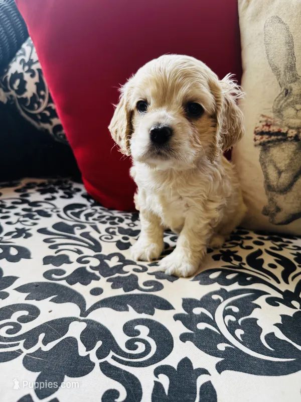 Jade – Cocker Spaniel puppy for sale in Greenville, SC