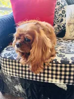 Gigi, a female Cavalier King Charles Spaniel for sale in Greenville, SC – 5 of 8