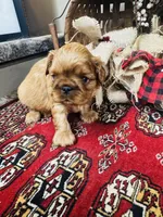 Serafina , a male English Toy Spaniel for sale in Greenville, SC – 2 of 10