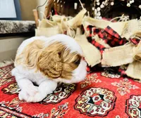 Phoenix, a male Cavalier King Charles Spaniel for sale in Greenville, SC – 7 of 10