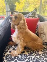 Heidi , a female Cocker Spaniel for sale in Greenville, SC – 9 of 9