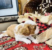 Phoenix, a male Cavalier King Charles Spaniel for sale in Greenville, SC – 6 of 10