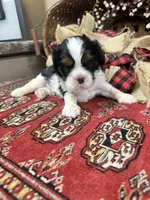 Chester, a male Cavalier King Charles Spaniel for sale in Greenville, SC – 6 of 10