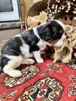 Chester, a male Cavalier King Charles Spaniel for sale in Greenville, SC – 2 of 10