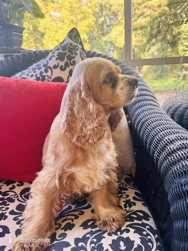 Heidi  – Cocker Spaniel puppy for sale in Greenville, SC