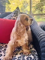 Heidi , a female Cocker Spaniel for sale in Greenville, SC – 1 of 9
