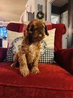 Sasha, a female English Toy Spaniel for sale in Greenville, SC – 8 of 10