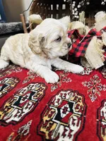 Joe, a male Cocker Spaniel for sale in Greenville, SC – 5 of 8