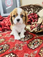 Charles, a male Cavalier King Charles Spaniel for sale in Greenville, SC – Photo 2 of 10