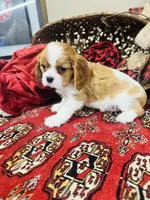 Charles, a male Cavalier King Charles Spaniel for sale in Greenville, SC – Photo 4 of 10