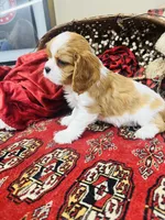 Charles, a male Cavalier King Charles Spaniel for sale in Greenville, SC – Photo 6 of 10