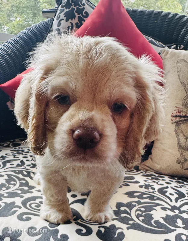 Jack – Cocker Spaniel puppy for sale in Greenville, SC