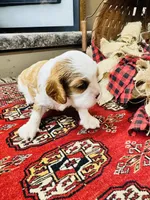 Henessey, a male Cavalier King Charles Spaniel for sale in Greenville, SC – 5 of 8