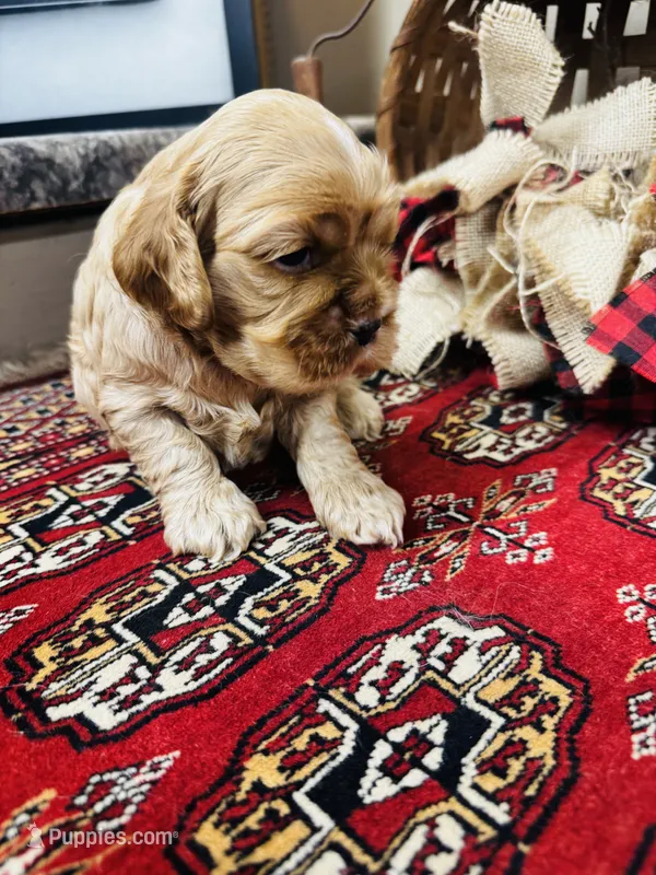 Dutchess  – Cocker Spaniel puppy for sale in Greenville, SC
