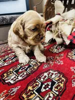 Dutchess , a female Cocker Spaniel for sale in Greenville, SC – 1 of 8