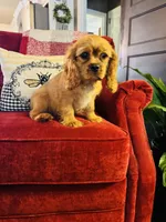 Shaun, a male Cavalier King Charles Spaniel for sale in Greenville, SC – 3 of 10