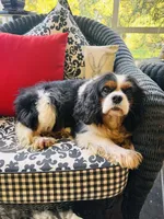 Tallulah, a female Cavalier King Charles Spaniel for sale in Greenville, SC – 10 of 10