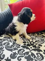 Lennon, a male Cavalier King Charles Spaniel for sale in Greenville, SC – 8 of 10