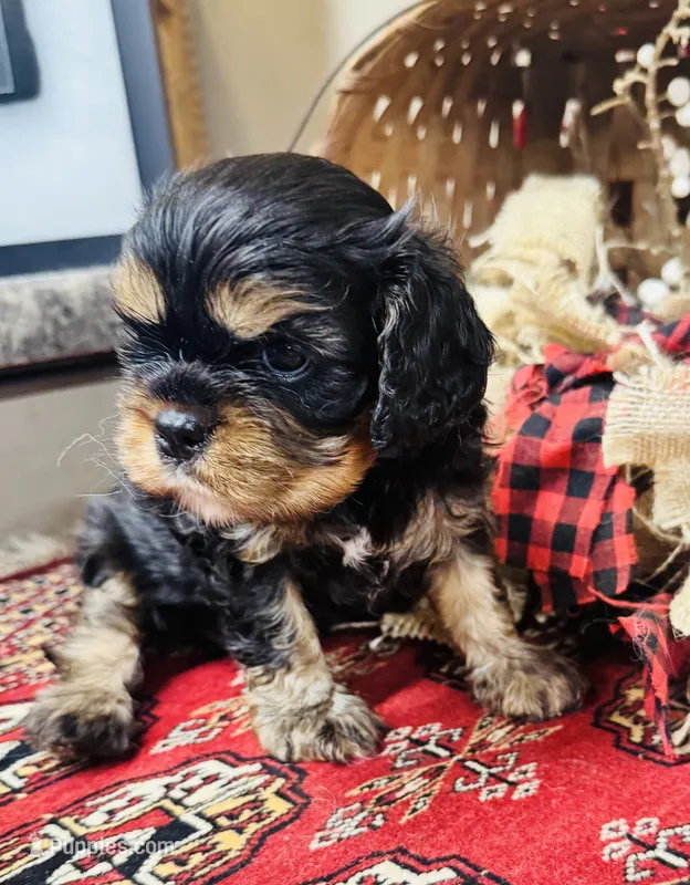 Ingrid – Cavalier King Charles Spaniel puppy for sale in Greenville, SC