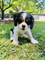 Hope, a female Cavalier King Charles Spaniel for sale in Greenville, SC – 6 of 10