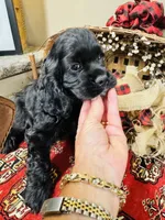 Memphis, a male Cocker Spaniel for sale in Greenville, SC – 3 of 8