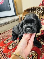 Memphis, a male Cocker Spaniel for sale in Greenville, SC – 7 of 8
