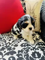 McCartney, a male Cavalier King Charles Spaniel for sale in Greenville, SC – 3 of 9