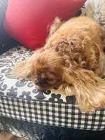 Ruby Tuesday, a female Cavalier King Charles Spaniel for sale in Greenville, SC – 7 of 10