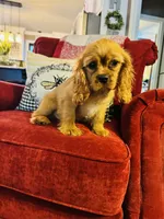 Shaun, a male Cavalier King Charles Spaniel for sale in Greenville, SC – 4 of 10