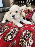 Joe, a male Cocker Spaniel for sale in Greenville, SC – 4 of 8