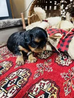 Seth, a male English Toy Spaniel for sale in Greenville, SC – 7 of 10