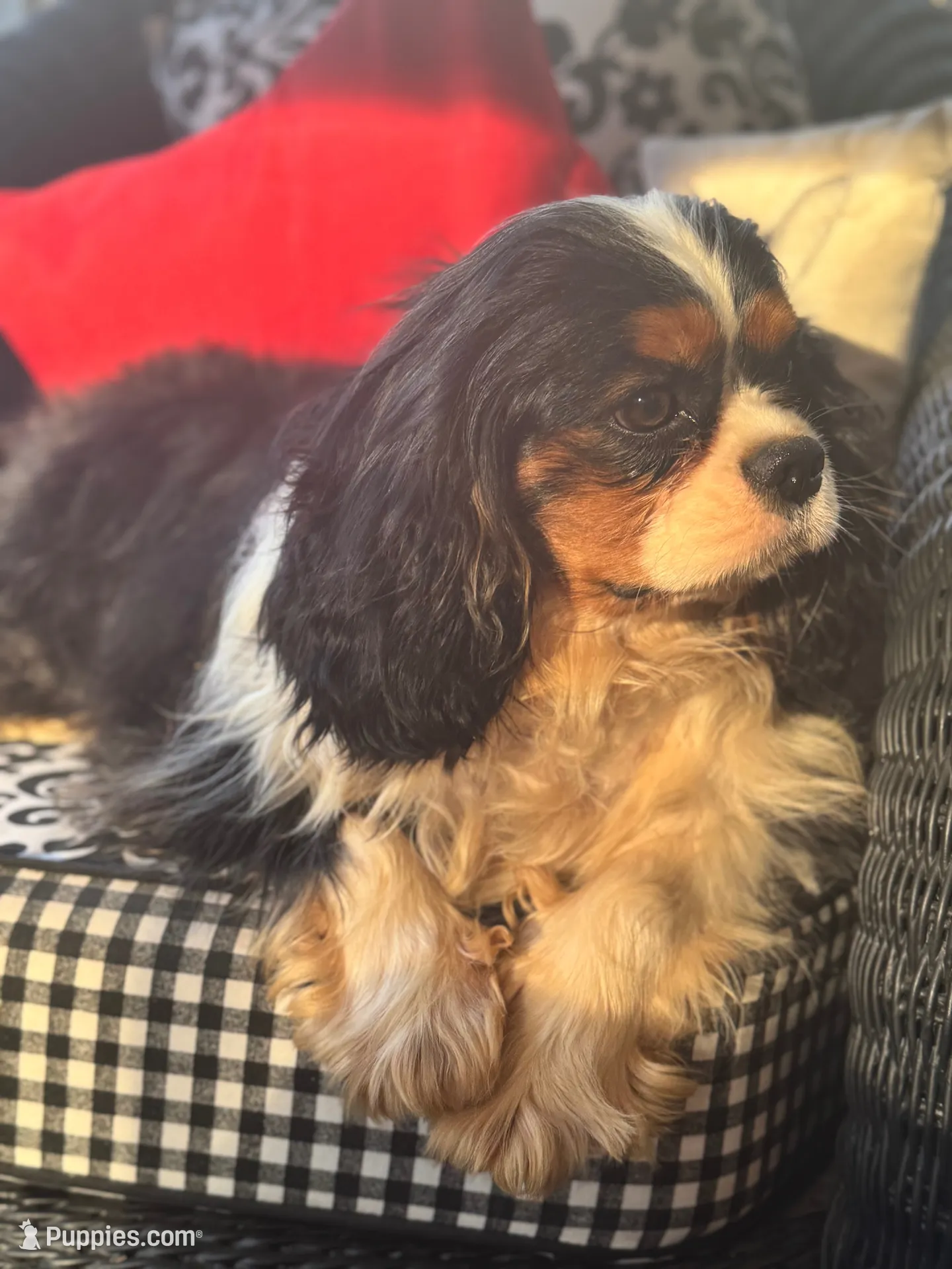 Lennon, a male Cavalier King Charles Spaniel for sale in Greenville, SC – 10 of 10