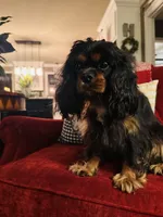 Ingrid , a female Cavalier King Charles Spaniel for sale in Greenville, SC – 7 of 10