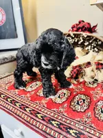 Lennox, a male Cocker Spaniel for sale in Greenville, SC – 6 of 8