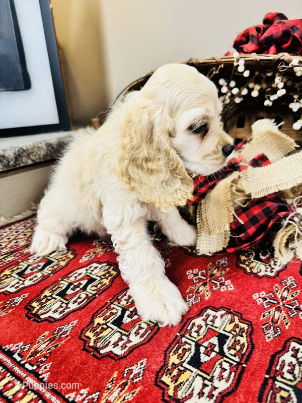 Scout – Cocker Spaniel puppy for sale in Greenville, SC