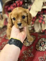 Peter, a male Cavalier King Charles Spaniel for sale in Greenville, SC – Photo 2 of 6