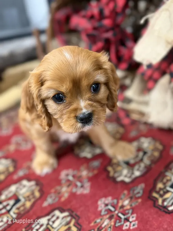 Peter – Cavalier King Charles Spaniel puppy for sale in Greenville, SC