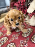 Peter, a male Cavalier King Charles Spaniel for sale in Greenville, SC – Photo 1 of 6