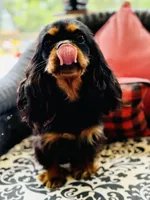 Peter, a male Cavalier King Charles Spaniel for sale in Greenville, SC – Photo 4 of 6