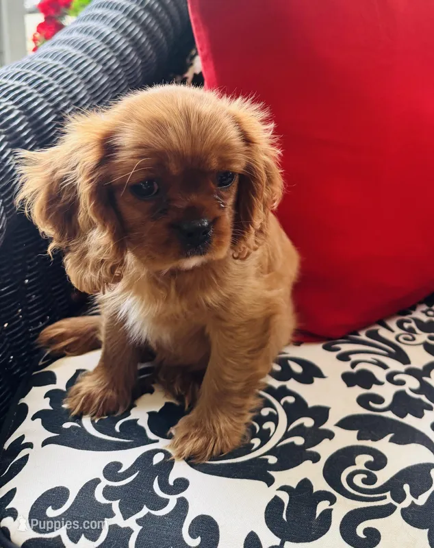 Peter – Cavalier King Charles Spaniel puppy for sale in Greenville, SC
