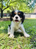 Hope, a female Cavalier King Charles Spaniel for sale in Greenville, SC – 2 of 10