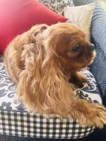 Ruby Tuesday, a female Cavalier King Charles Spaniel for sale in Greenville, SC – 2 of 10