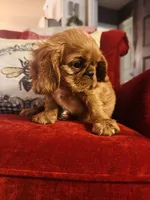 Silas , a male English Toy Spaniel for sale in Greenville, SC – 4 of 9